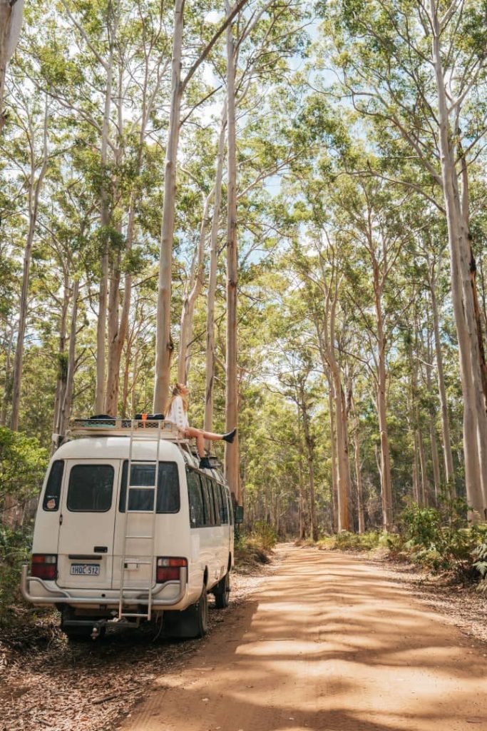 Beck on top of Salt and Charcoal van looking at the tall trees of Boranup Forest in Margaret River, Western Australia