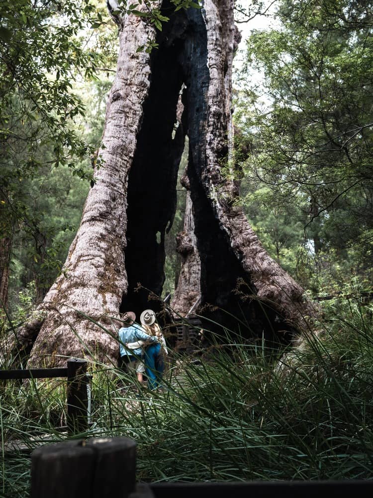 A majestic ancient tree stands tall in Denmark, Western Australia, as a couple admire its grandeur, symbolizing the area's rich natural heritage and the connection between humans and nature.