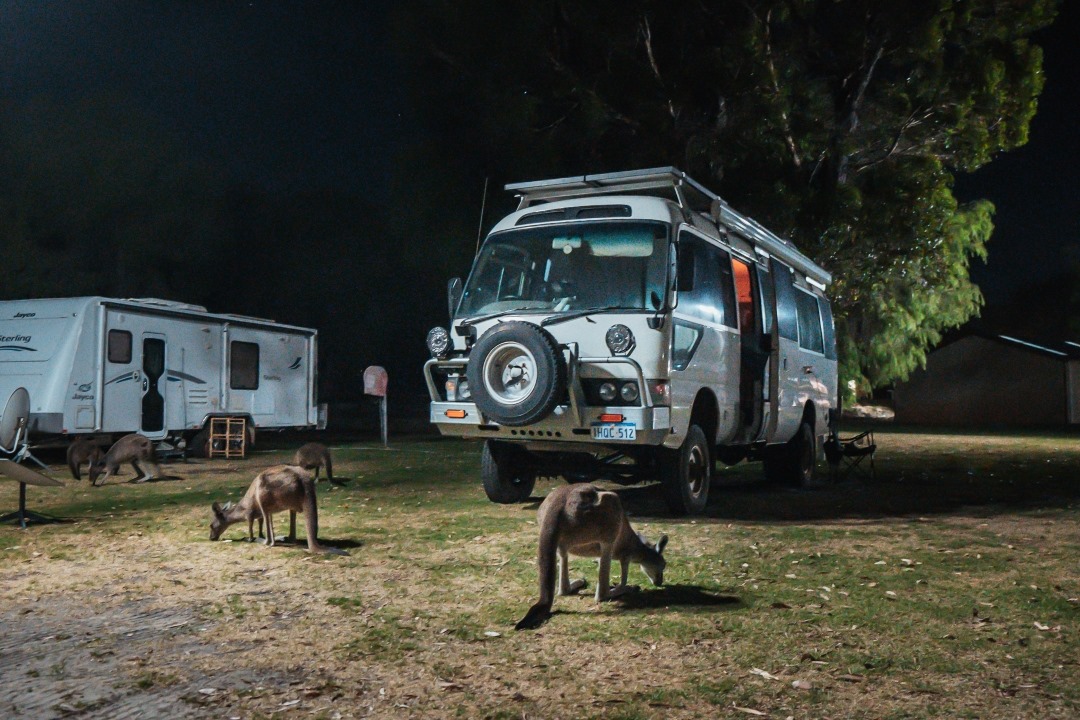 kangaroos in the middle of a camp site with rv van at night in Denmark Western Australia