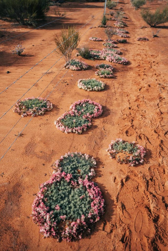 Clusters of pink wildflowers form a striking contrast against the red soil with random shoe prints in Mellenbye, Western Australia, with a rustic barbed wire fence stretching across the scene.