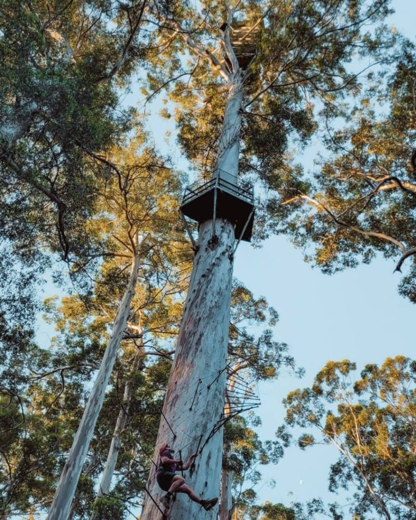 A person climbs metal pegs spiralling around the trunk of the Dave Evans Bicentennial Tree in Pemberton. Platforms sit high above the ground among towering karri trees.