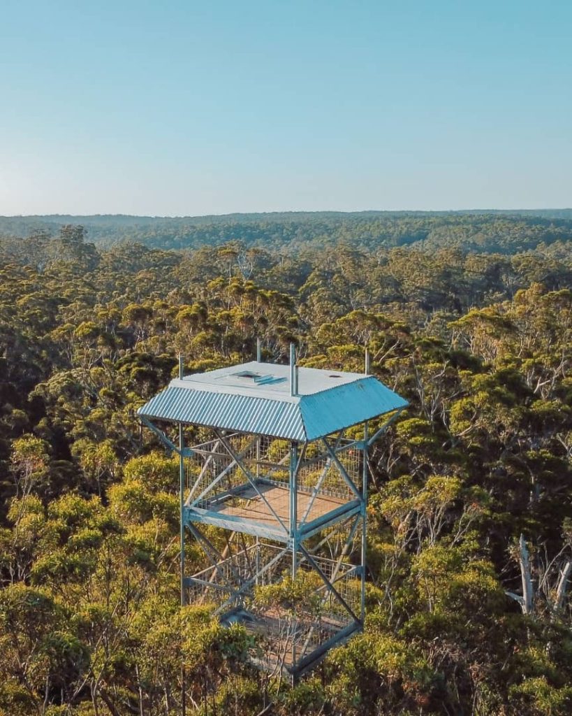 The lookout platform at the Dave Evans Bicentennial Tree rises above dense forest near Pemberton in Western Australia. The surrounding treetops show the expansive forest scenery along a Perth to Pemberton weekend road trip.