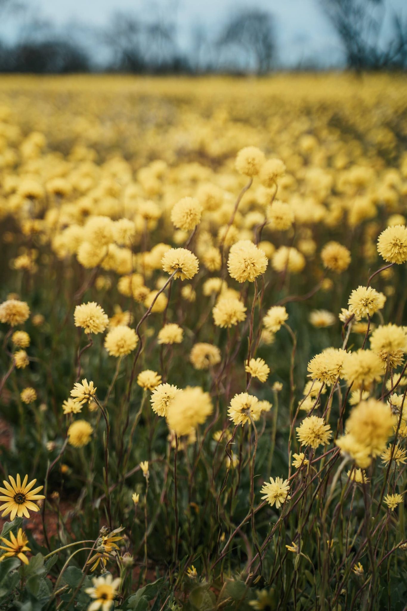 Ultimate Guide To Western Australian Wildflowers + FREE Map