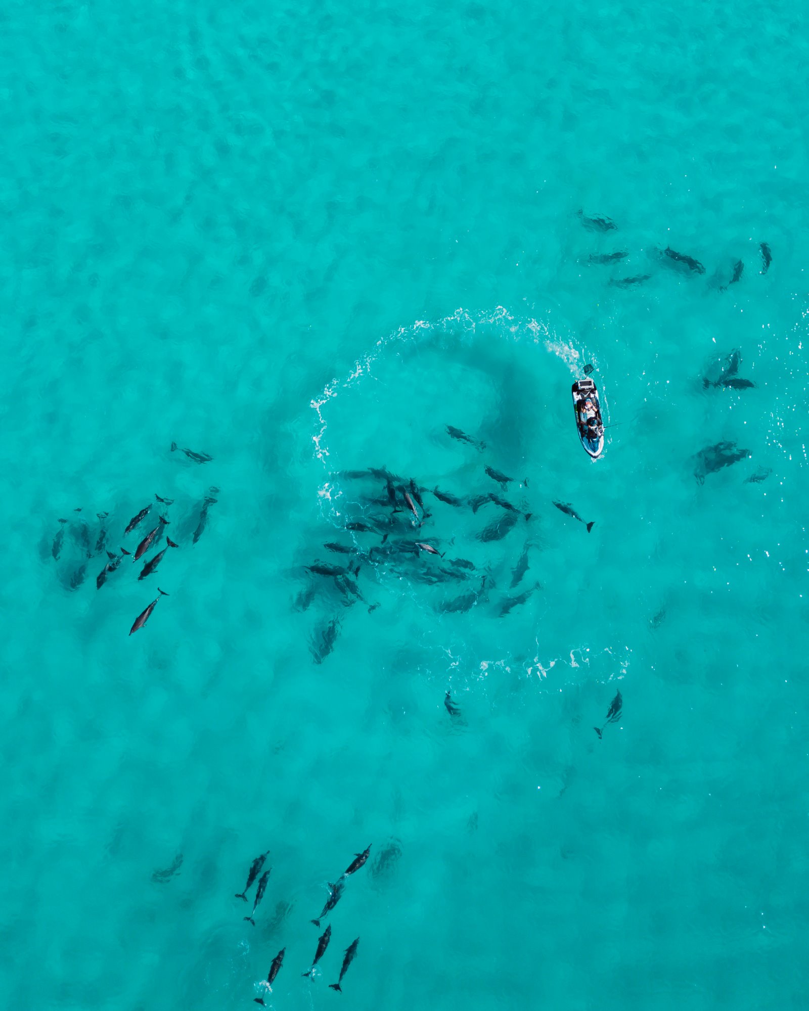 An aerial view of a motor boat in the turquoise waters of Twilight Beach, Esperance, creating ripples as a school of dolphins forms an arc around them.