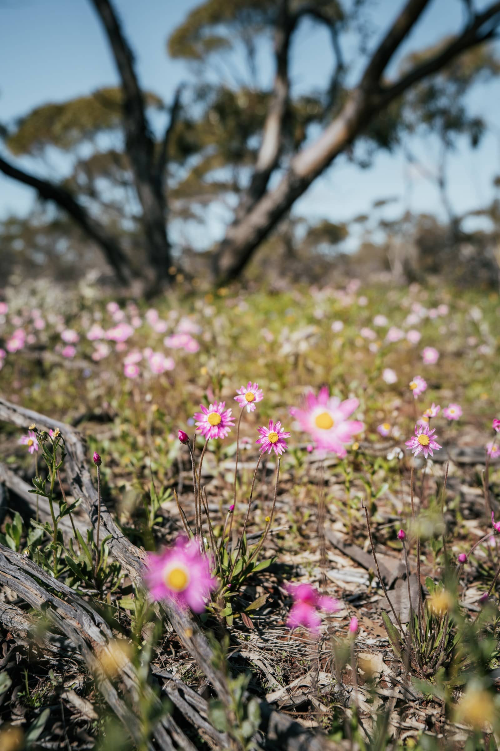 A cluster of vibrant pink wildflowers brings life to a rugged landscape in Western Australia. They stand in stark contrast to the dry, twisted branches and green foliage