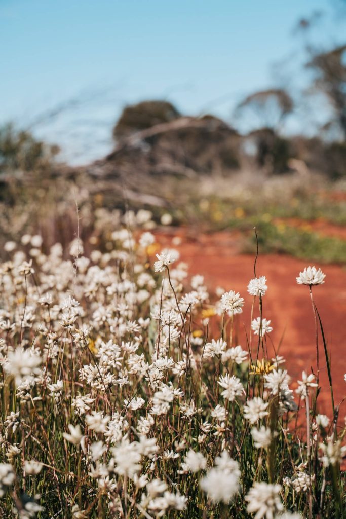 A field of delicate white wildflowers thriving in the Western Australian landscape. The blooms are dotted across a scene with rich red earth and scattered greenery, under a clear blue sky.