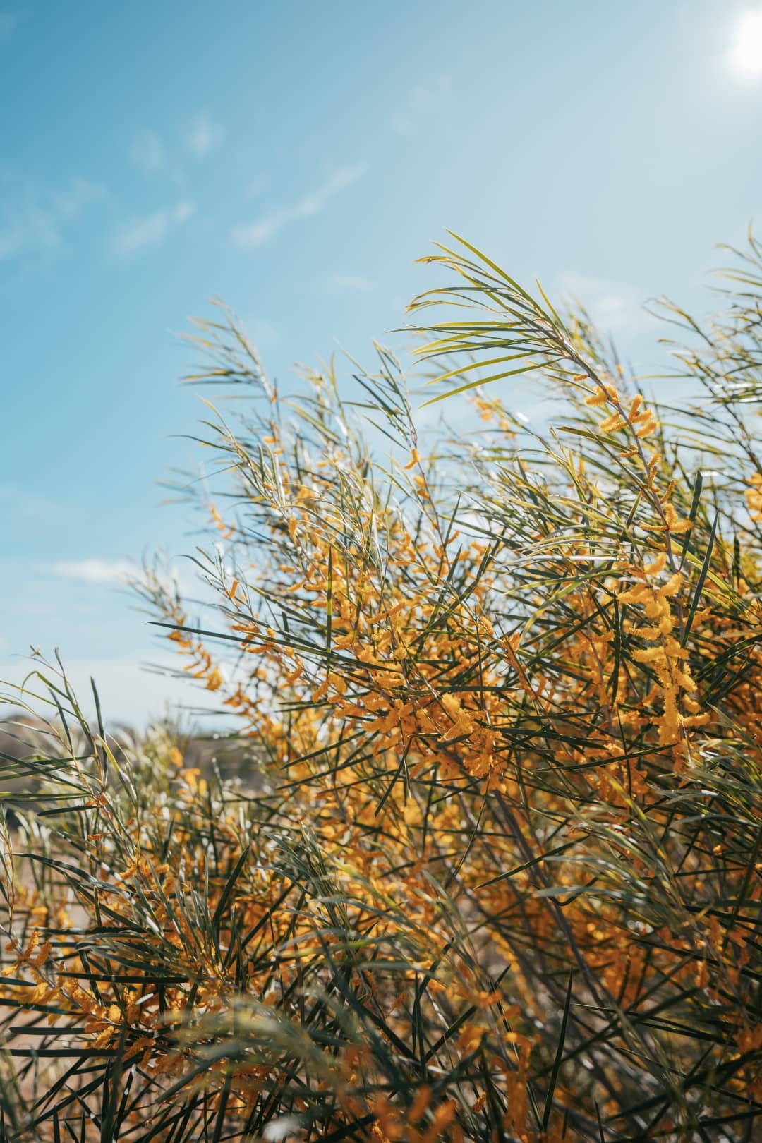 The image showcases vibrant yellow wildflowers flourishing among slender green leaves against a backdrop of a bright blue sky with soft white clouds. The sunlight filters through, highlighting the delicate textures of the flowers.