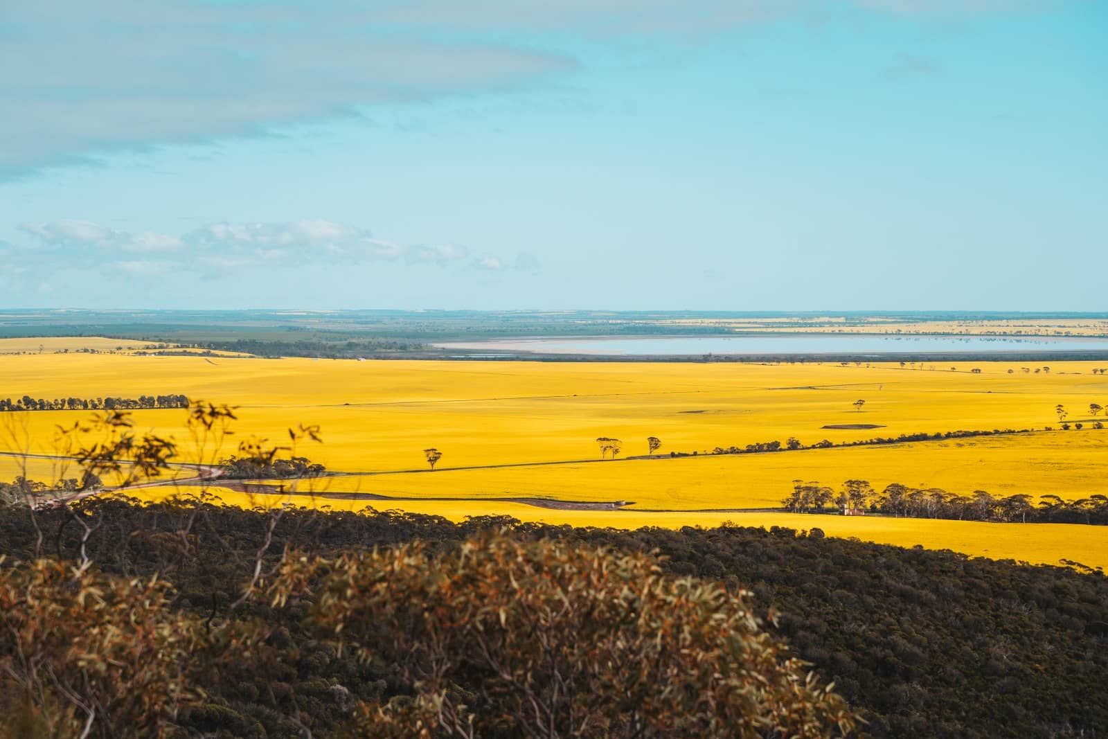 Overlooking a panoramic view of Wongan Hills, this landscape showcases vast golden canola fields in full bloom against the contrasting backdrop of deep blue skies and a distant lake, with native shrubbery in the foreground.