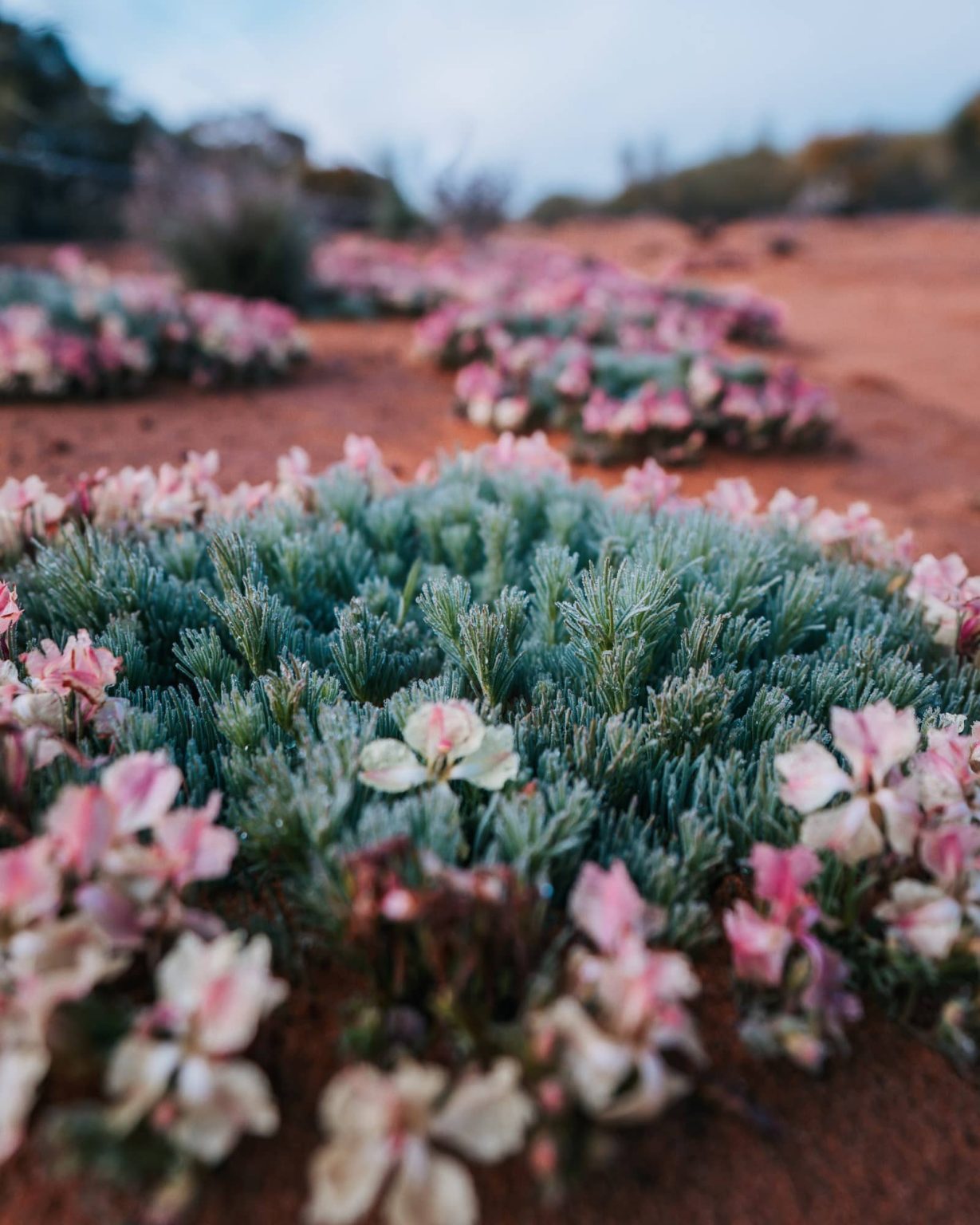 Ultimate Guide To Western Australian Wildflowers + FREE Map