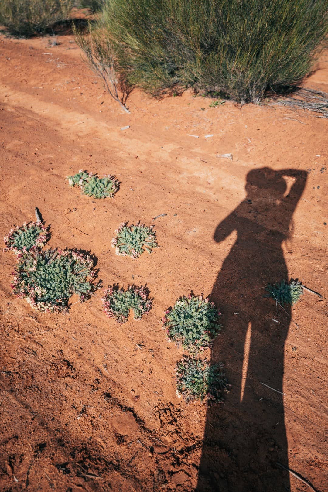 A shadow of a person holding up a camera is cast upon the red earth of Western Australia, amidst a scattering of small, hardy wildflowers showing off shades of green and subtle pink.