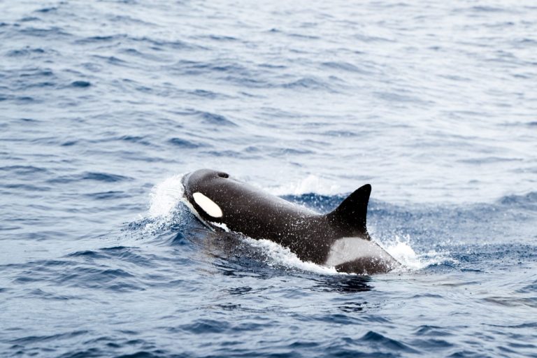The image captures an orca swimming gracefully through the dark blue waters of Bremer Bay in Western Australia. Its distinctive black and white pattern is vivid against the splashing waves. Watching orcas is one of the best things to do in Bremer Bay.