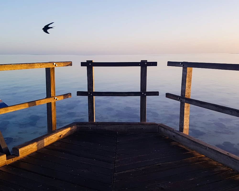 Wooden viewing platform extends over the calm water at Hamelin Pool while a bird flies overhead. The boardwalk provides a viewpoint over the shallows where the famous stromatolites are found.