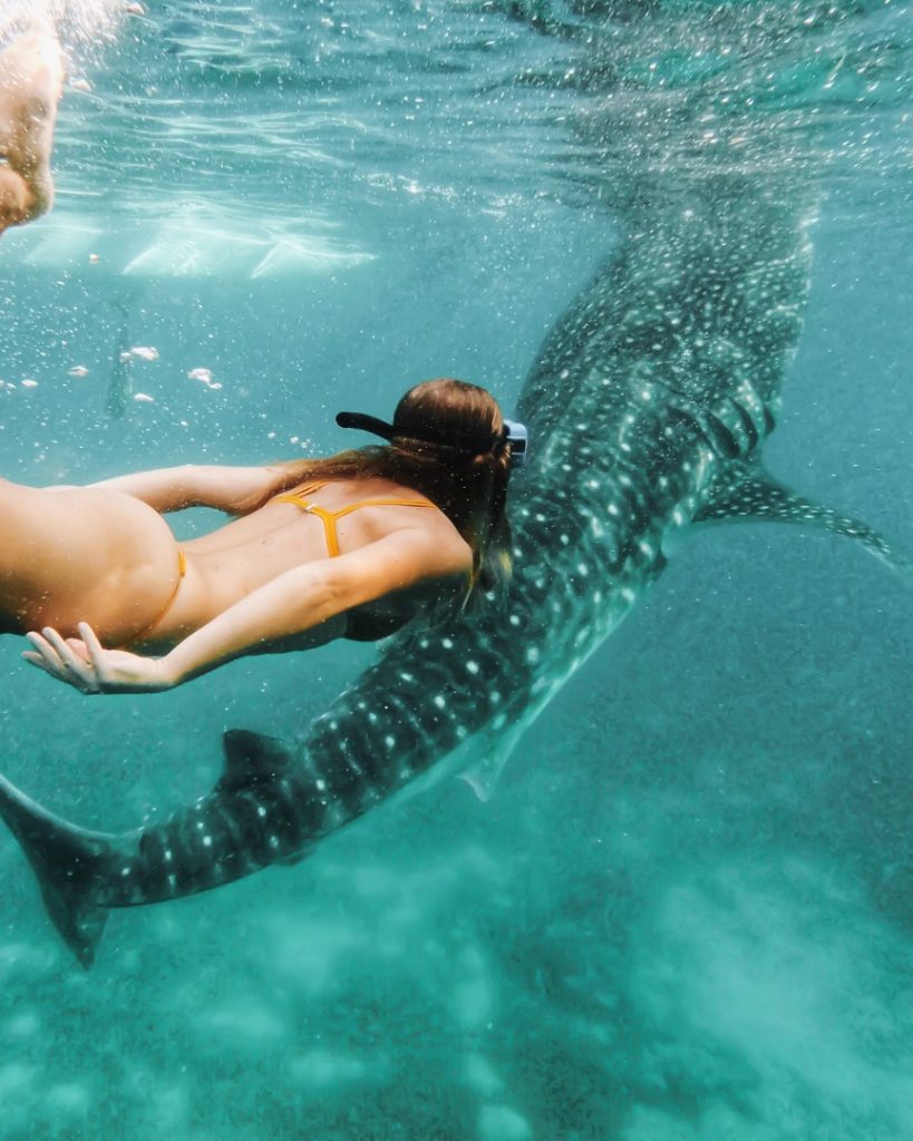 A woman in a yellow swimsuit swims alongside a whale shark in the clear waters of Exmouth, Western Australia.