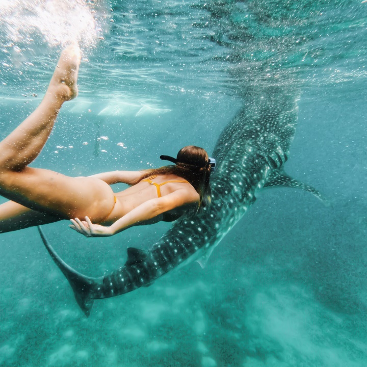 Underwater view of a woman in a yellow bikini swimming alongside a massive whale shark. The clear turquoise waters enhance the visibility of the shark's spotted skin, highlighting a serene interaction between human and marine life in Exmouth, Western Australia.