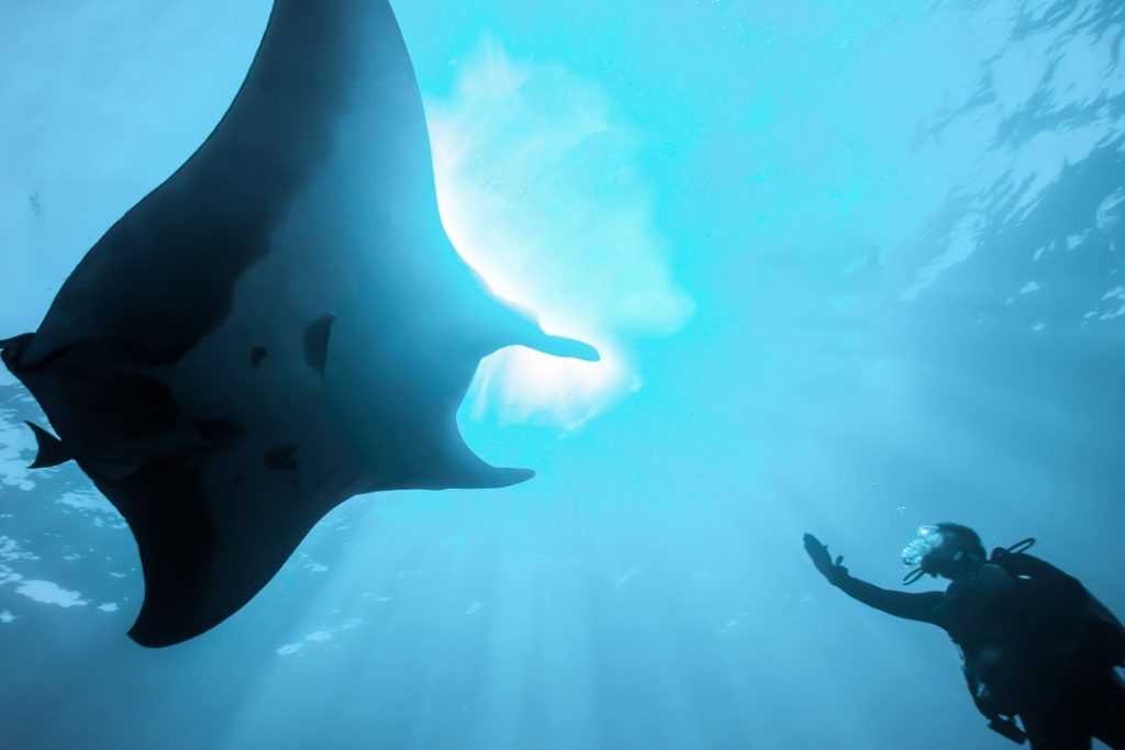 A diver extends a hand towards a large manta ray swimming overhead in the clear blue waters of Exmouth, Western Australia. It shows an underwater snorkelling experience. 
