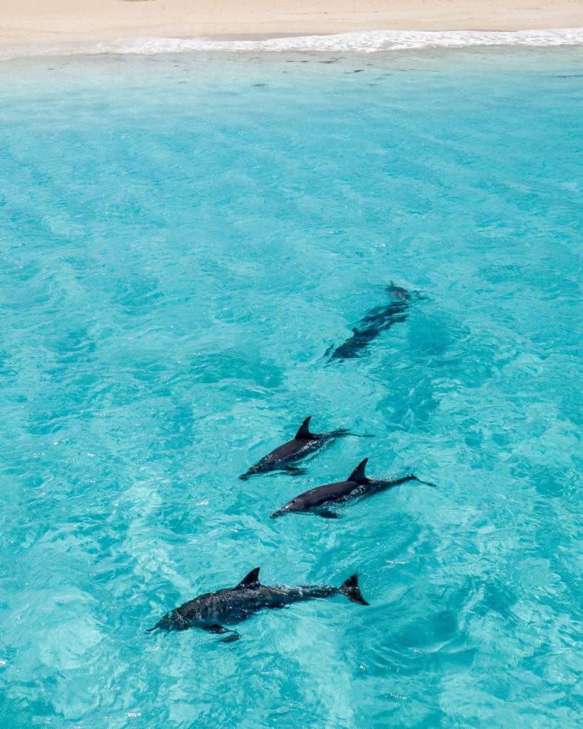 Four dolphins swim through clear turquoise shallows close to a sandy beach at Monkey Mia. Wild dolphins coming close to shore are one of the main experiences visitors come to Monkey Mia to see.
