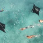 Group of snorkelers swimming alongside several manta rays in the clear turquoise water of Coral Bay, as they do a manta ray tour. The snorkelers and manta rays appear peaceful as they move through the ocean together. The manta rays are gracefully gliding near the snorkelers.