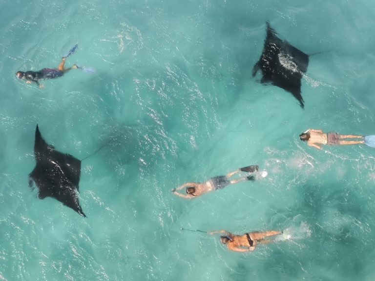 Group of snorkelers swimming alongside several manta rays in the clear turquoise water of Coral Bay, as they do a manta ray tour. The snorkelers and manta rays appear peaceful as they move through the ocean together. The manta rays are gracefully gliding near the snorkelers.