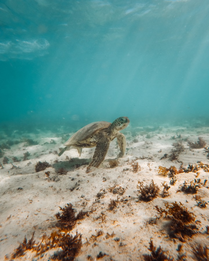 An underwater view of a green sea turtle gracefully swimming above the sandy seafloor scattered with patches of seaweed in Osprey Bay, Exmouth, Western Australia. The sunlight filters through the clear blue water, illuminating the turtle.