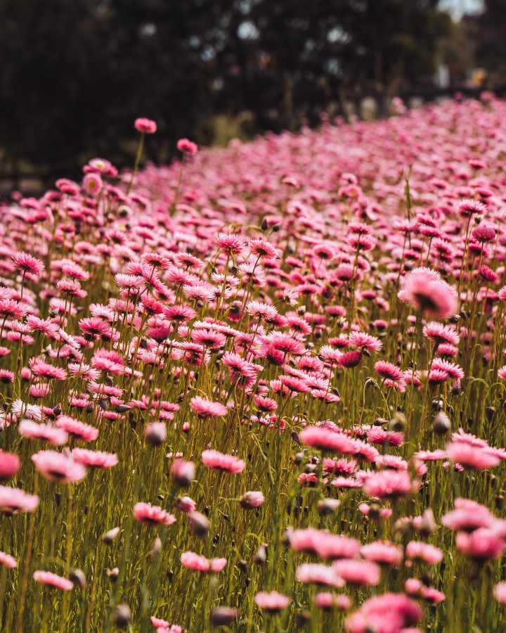 A close up shot of piunk everlasting wildflowers in Western Australia