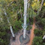 An aerial view of a person climbing the spiral metal steps of the Gloucester Tree, surrounded by dense forest in Pemberton, Western Australia. This image showcases one of the things to do in Pemberton, WA,