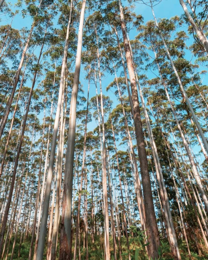 A forest of tall, slender Karri trees reaching up to a clear blue sky in Pemberton
