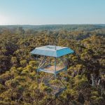 A tall fire lookout tower, known as Dave Evans Bicentennial Tree, rises above the dense forest canopy in Pemberton, Western Australia, under a clear blue sky. This image highlights one of the top things to do in Pemberton, WA, offering panoramic views of the surrounding forest.