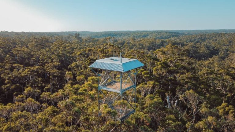A tall fire lookout tower, known as Dave Evans Bicentennial Tree, rises above the dense forest canopy in Pemberton, Western Australia, under a clear blue sky. This image highlights one of the top things to do in Pemberton, WA, offering panoramic views of the surrounding forest.