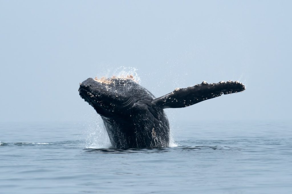 A humpback whale breaching the ocean's surface with calm waters and a clear sky in the background.