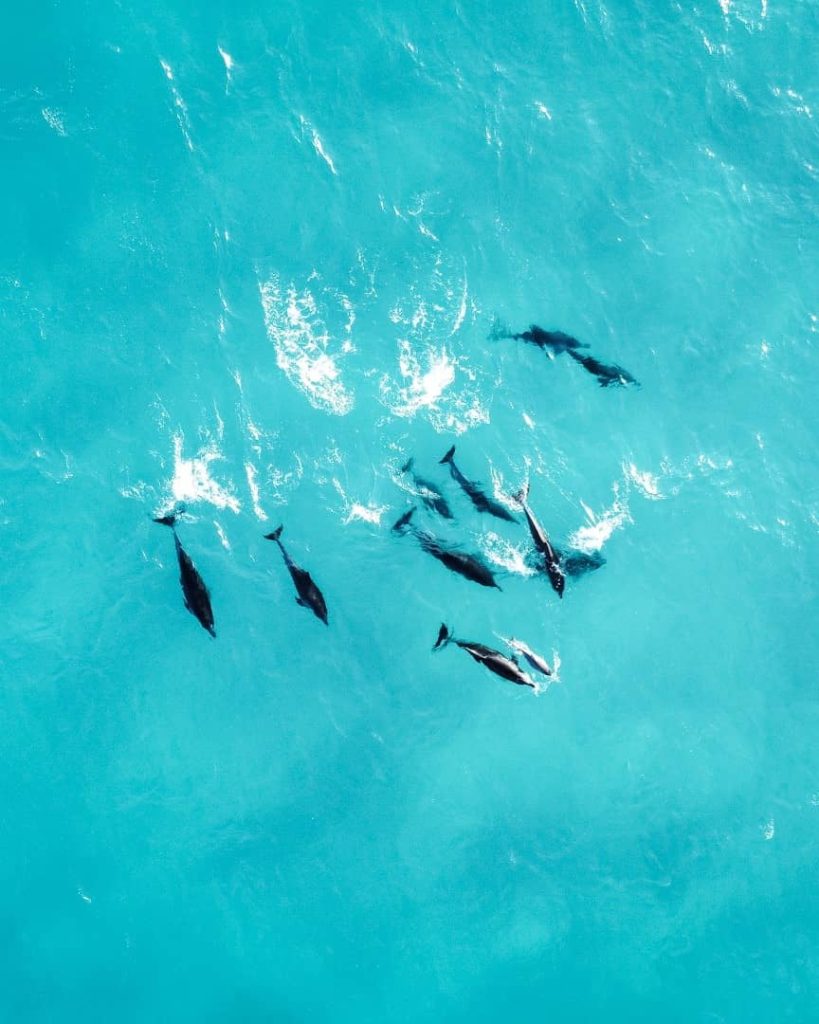 Aerial view of a pod of dolphins swimming in clear blue water in Bremer Bay, Western Australia