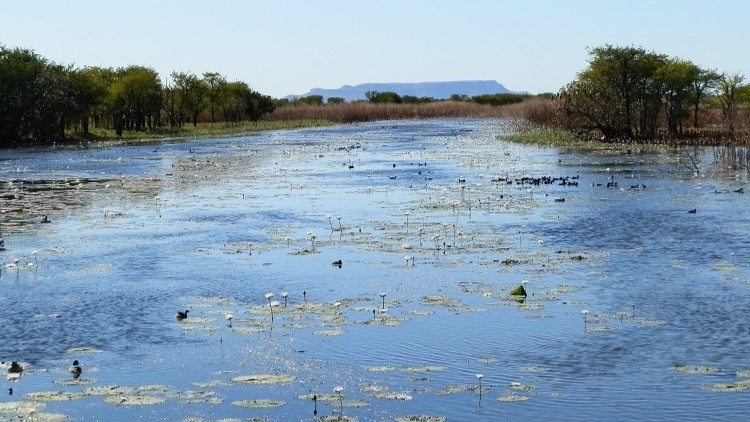 The serene Marlgu billabong covered in water lilies, with trees lining the banks and distant mountains visible under a clear sky. Birds can be seen dotting the water, adding to the peaceful scene.