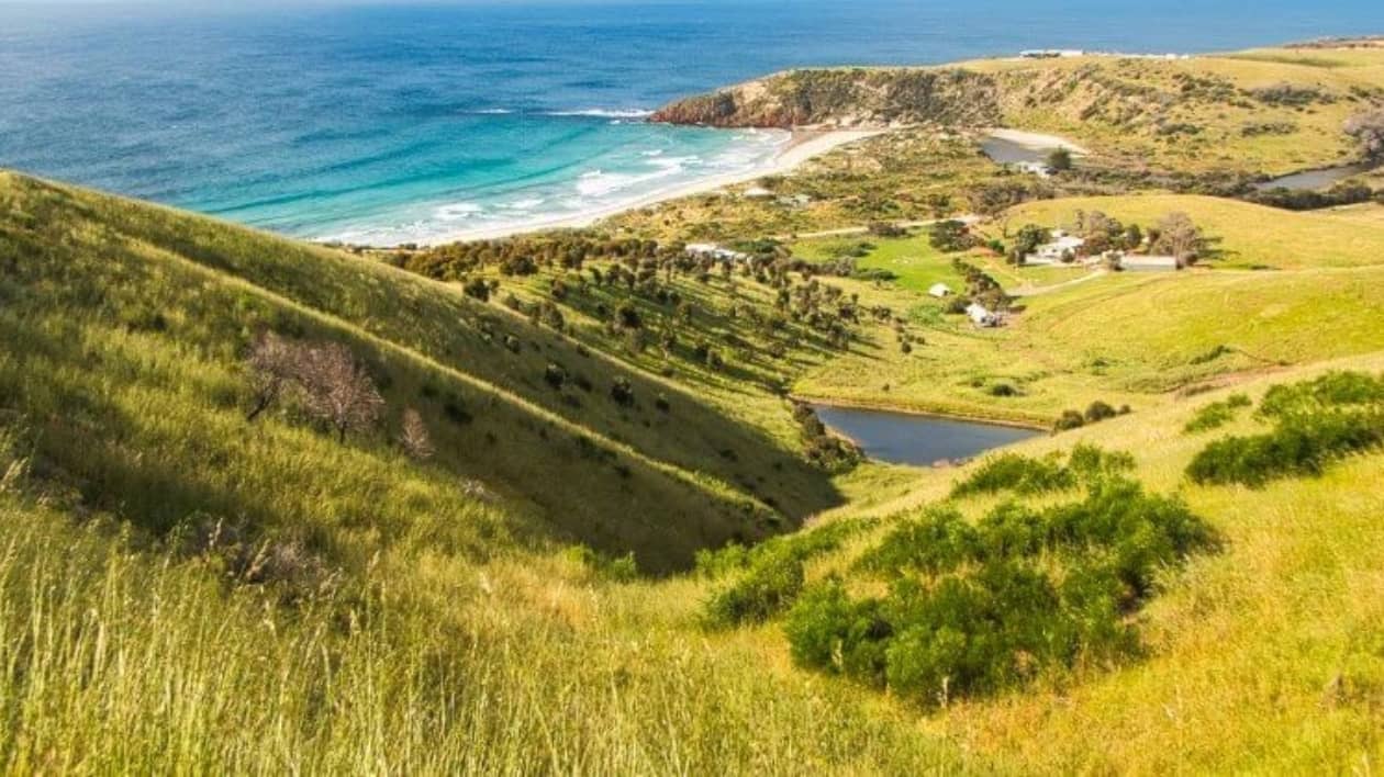 A panoramic view from a grassy hillside overlooking Snellings Beach on Kangaroo Island in South Australia. The beach stretches out along the coastline, with turquoise waters and rolling waves. In the foreground, lush green hills and a small pond add to the scenic beauty.