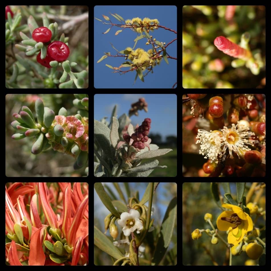 A collage of native flowers found in Port Clinton on the Yorke Peninsula, South Australia, showcasing vibrant red, yellow, white, and pink blossoms, along with unique foliage against natural backdrops.