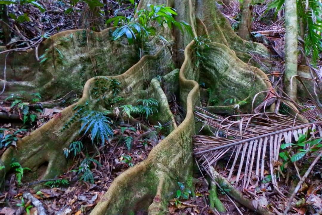 7 Things To Do At Border Ranges National Park + Camping Tips