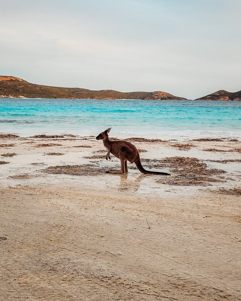 A kangaroo stands on the shoreline of Lucky Bay, with turquoise ocean waves and distant headlands in the background.