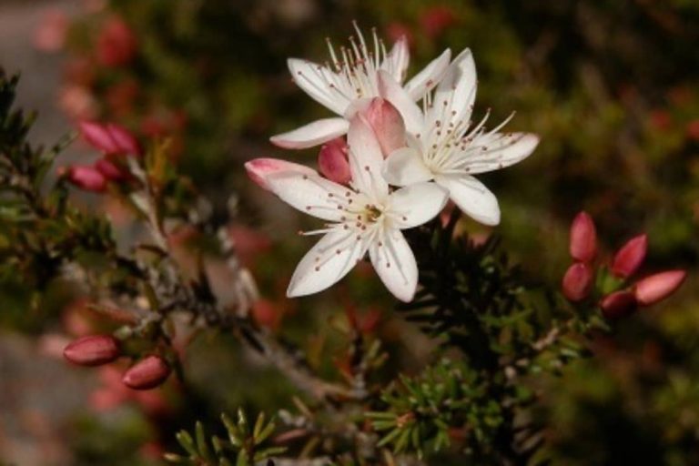 Close-up of white wildflowers with pink buds and thin petals, blooming on a bush in the Grampians.