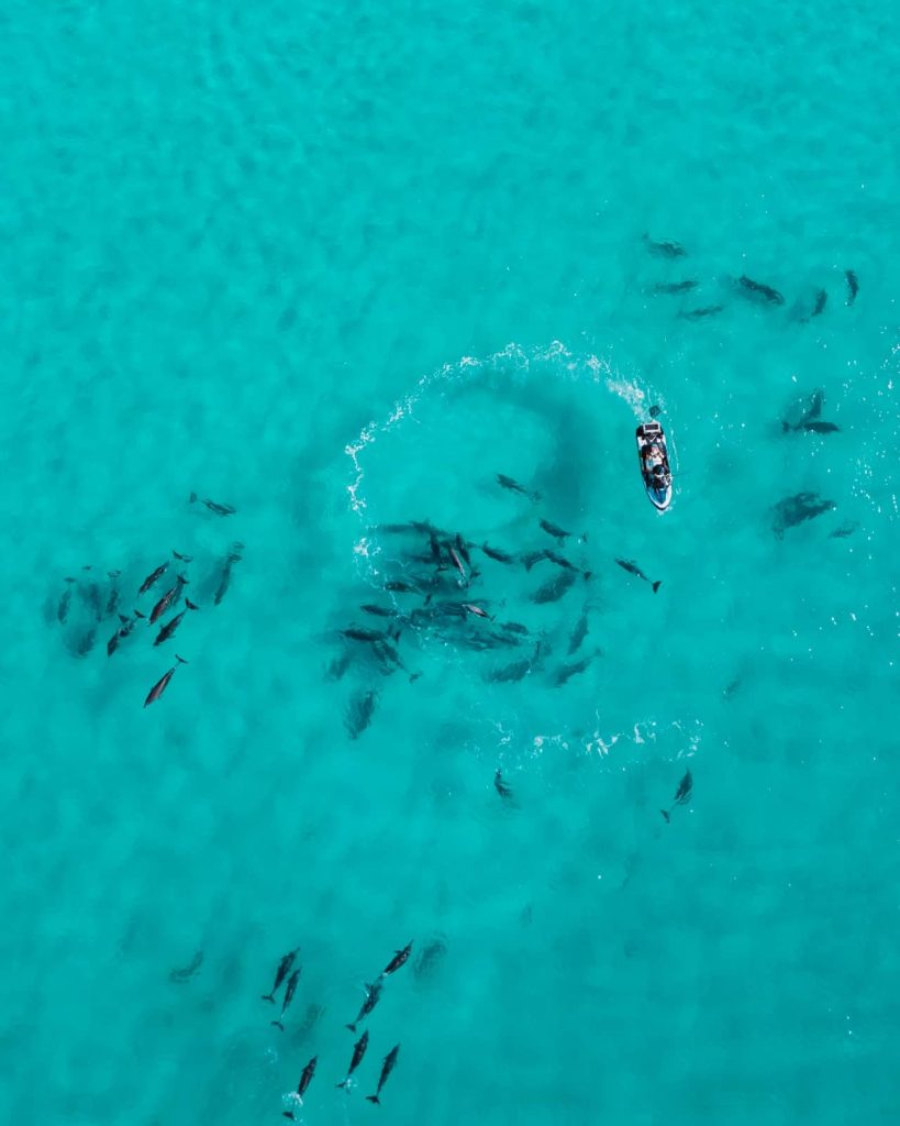 A drone captures dolphins swimming near a boat in clear turquoise waters off Twilight Beach in Esperance, an unforgettable moment beyond the Perth to Bremer Bay road trip.