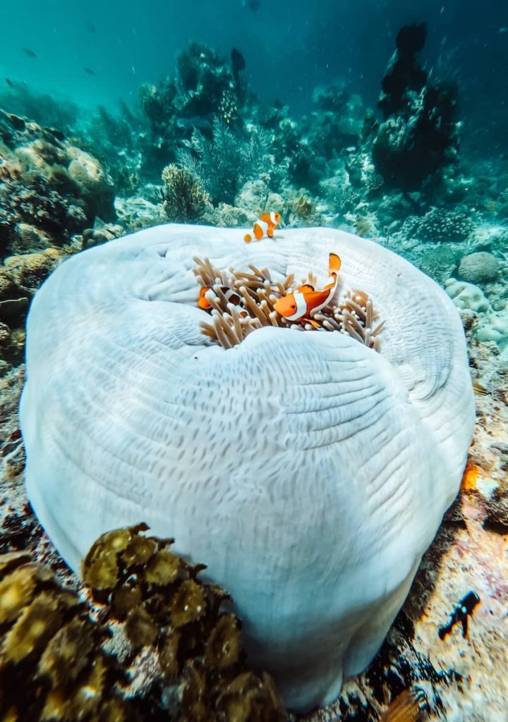 Close-up of clownfish in a sea anemone at Lusong Coral Garden, a top snorkelling site and one of the most vibrant underwater things to do in Coron, Philippines.