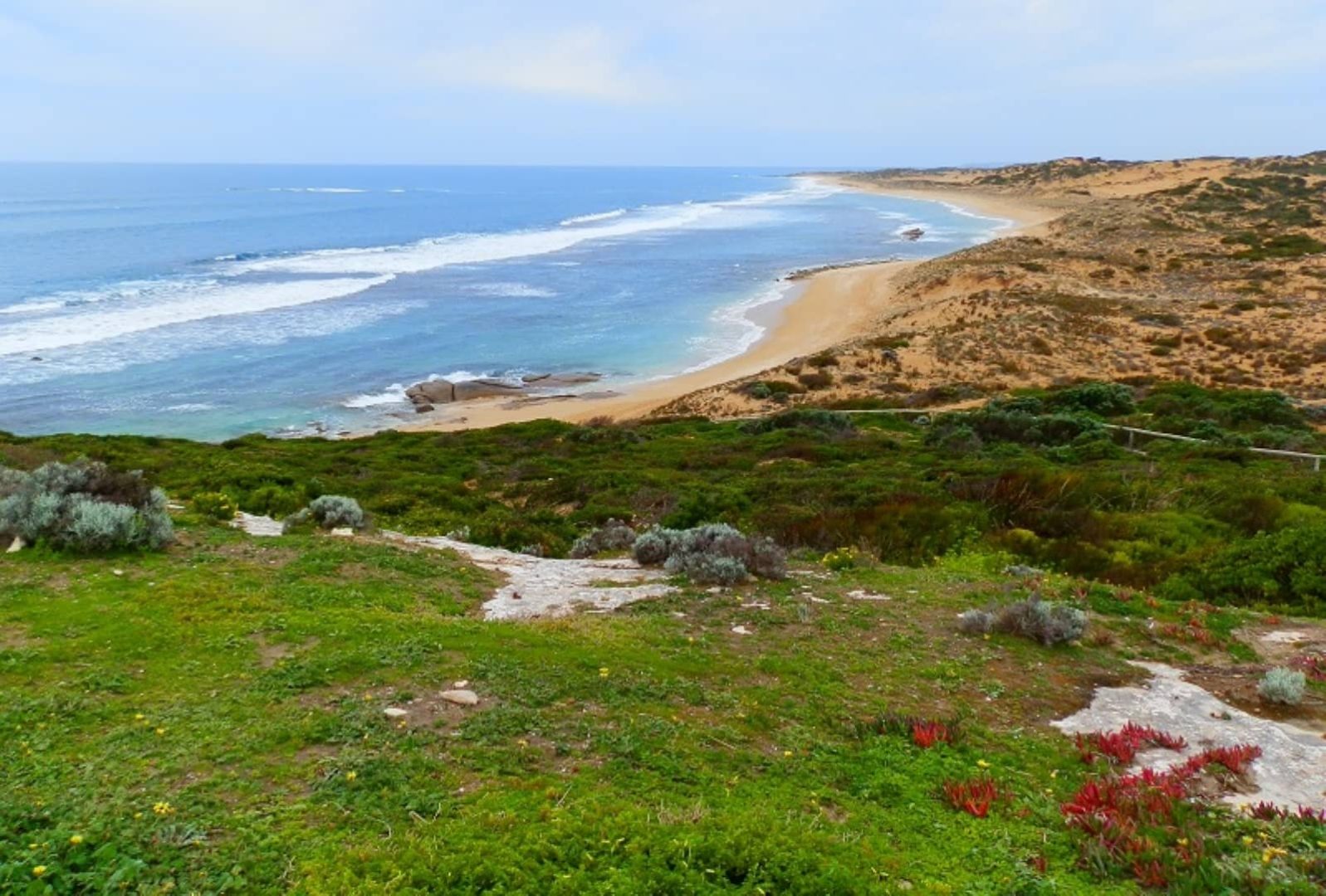 Panoramic coastal view from a clifftop showing waves rolling onto a long, golden sandy beach bordered by green shrubs and dunes during a Yorke Peninsula road trip.