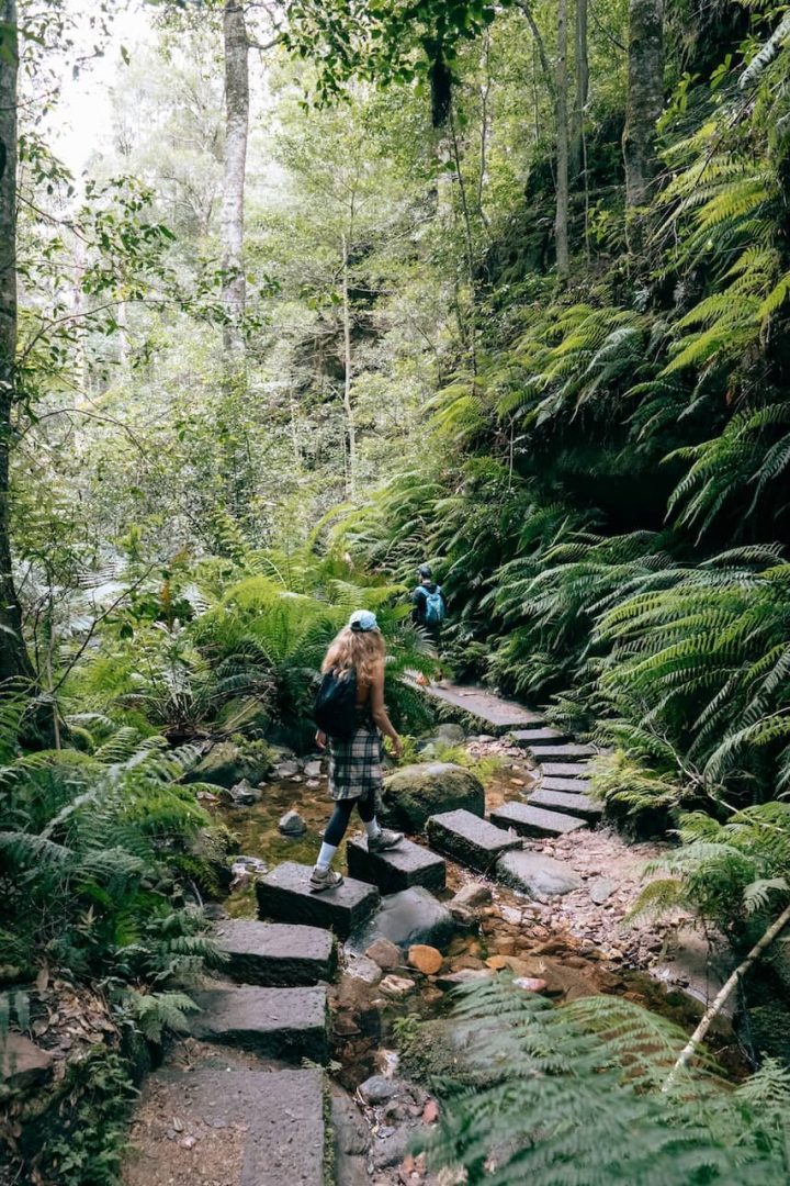 A hiker crosses stepping stones over a small creek surrounded by vibrant ferns and forest along the Grand Canyon Track in Blue Mountains. The winding path leads deeper into the greenery.