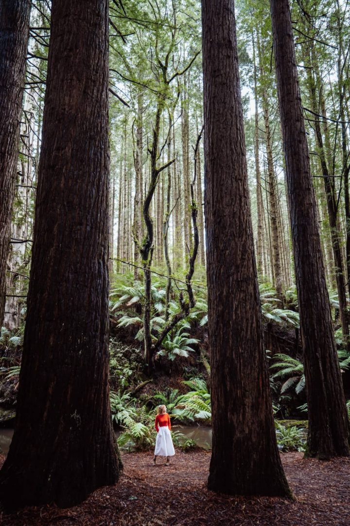 A woman in a red top and white skirt stands among towering redwood trees and lush ferns in the Otways, a forest detour on some great ocean road itineraries.