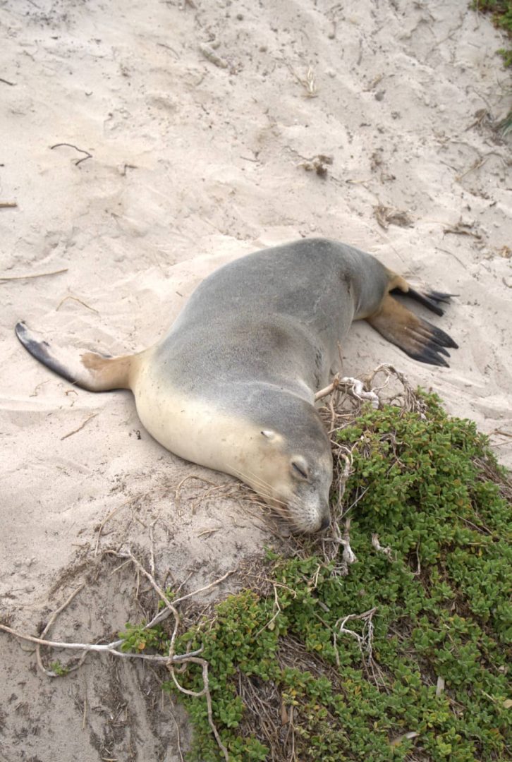 Australian sea lion sleeping peacefully on sandy dunes near low scrub, on Seal Bay Conservation Park, captured during a relaxed kangaroo island road trip 3 days.