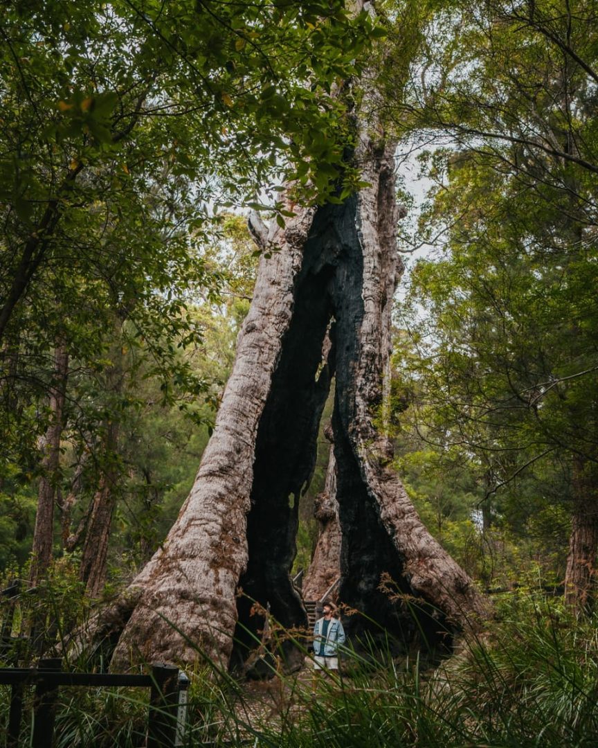 A traveller stands beneath the Giant Tingle Tree in Walpole, surrounded by lush forest in South West Australia. Exploring giant trees is a must-do on any south west australia road trip 7 days route.