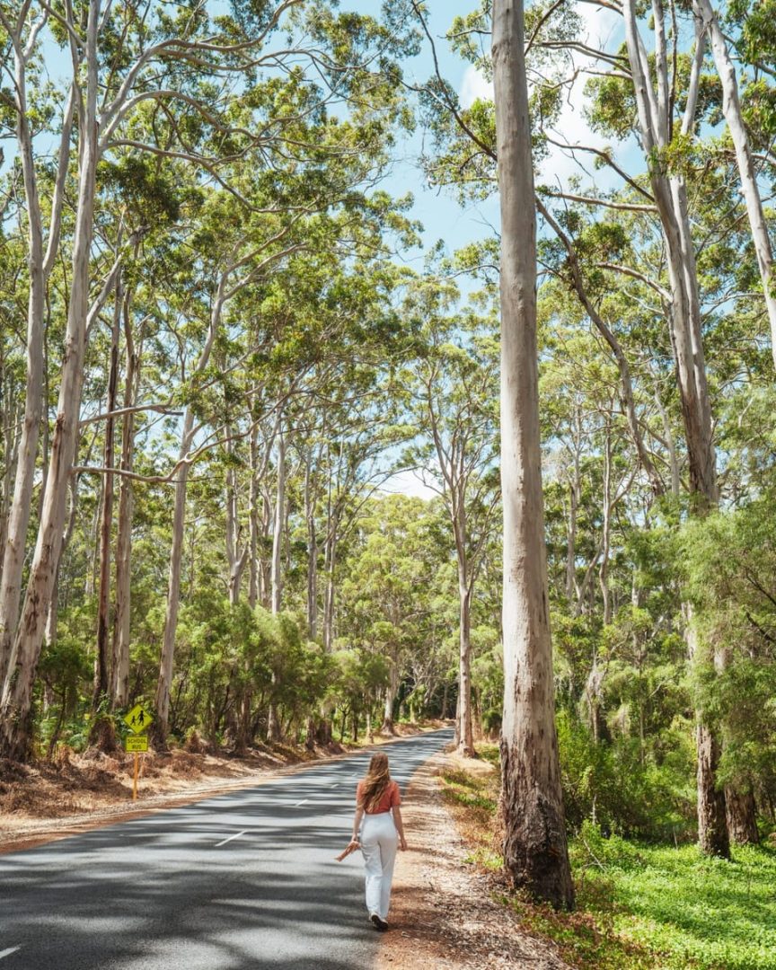 A woman walks along a quiet road lined with tall karri trees under a bright sky in South West Australia. Forest drives like this are a scenic highlight of a south west australia road trip 7 days journey.