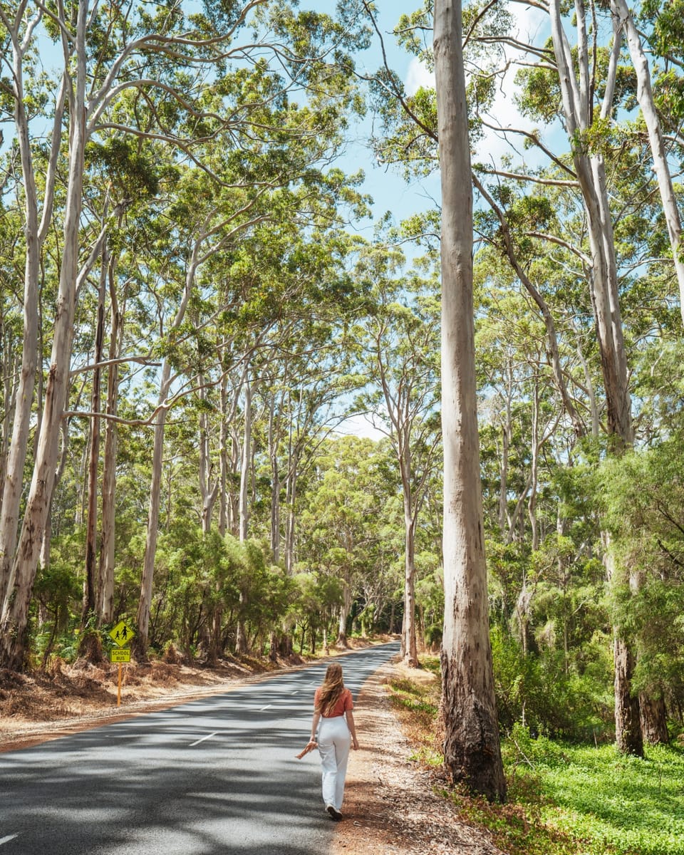A woman walks along a quiet road lined with tall karri trees under a bright sky in South West Australia. Forest drives like this are a scenic highlight of a south west australia road trip 7 days journey.