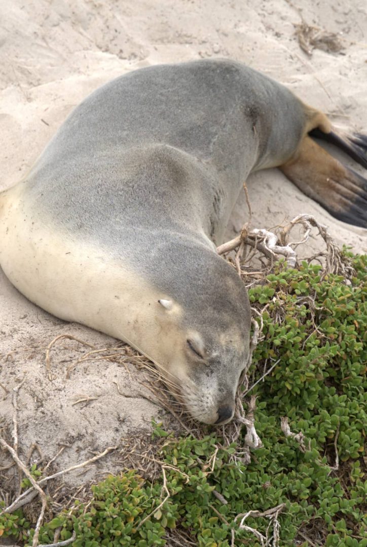 Close-up of a sea lion sleeping beside green coastal plants on sandy ground during a kangaroo island road trip 3 days.