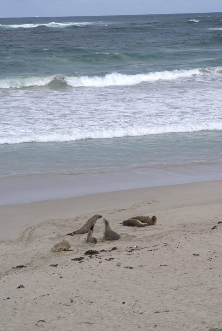 Group of sea lions lounging on the beach near ocean waves at Seal Bay, a must-see on a kangaroo island road trip 3 days.