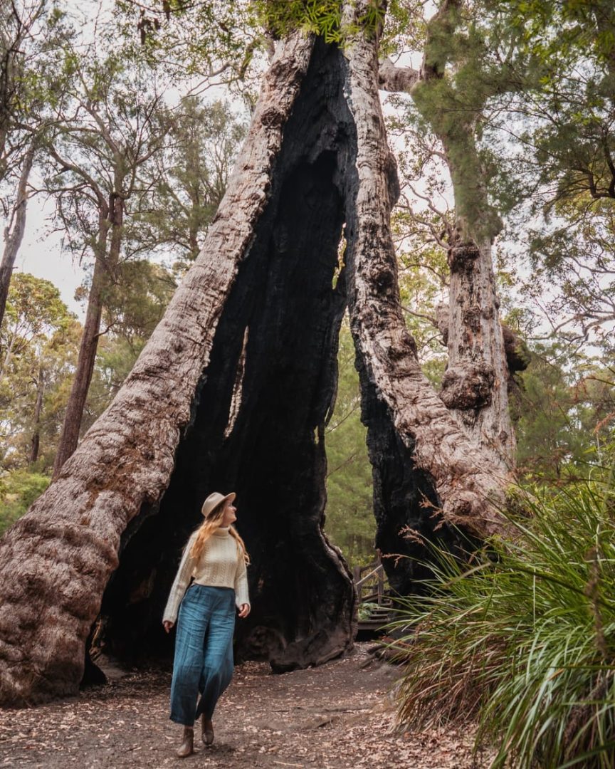 A woman in a wide-brim hat walks beneath the hollow trunk of the giant Tingle tree in Walpole, South West Australia. These ancient trees are a must-see on a south west australia road trip 7 days route.