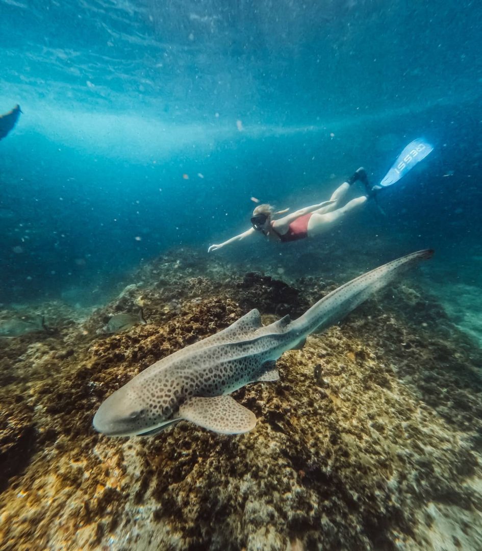 Swimming with Leopard Sharks in Byron Bay