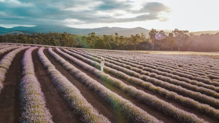 Woman in white dress walking through rows of blooming lavender at Bridestowe Lavender Estate in golden afternoon light, a must-visit stop on any Tasmania Road Trip 10 Days.